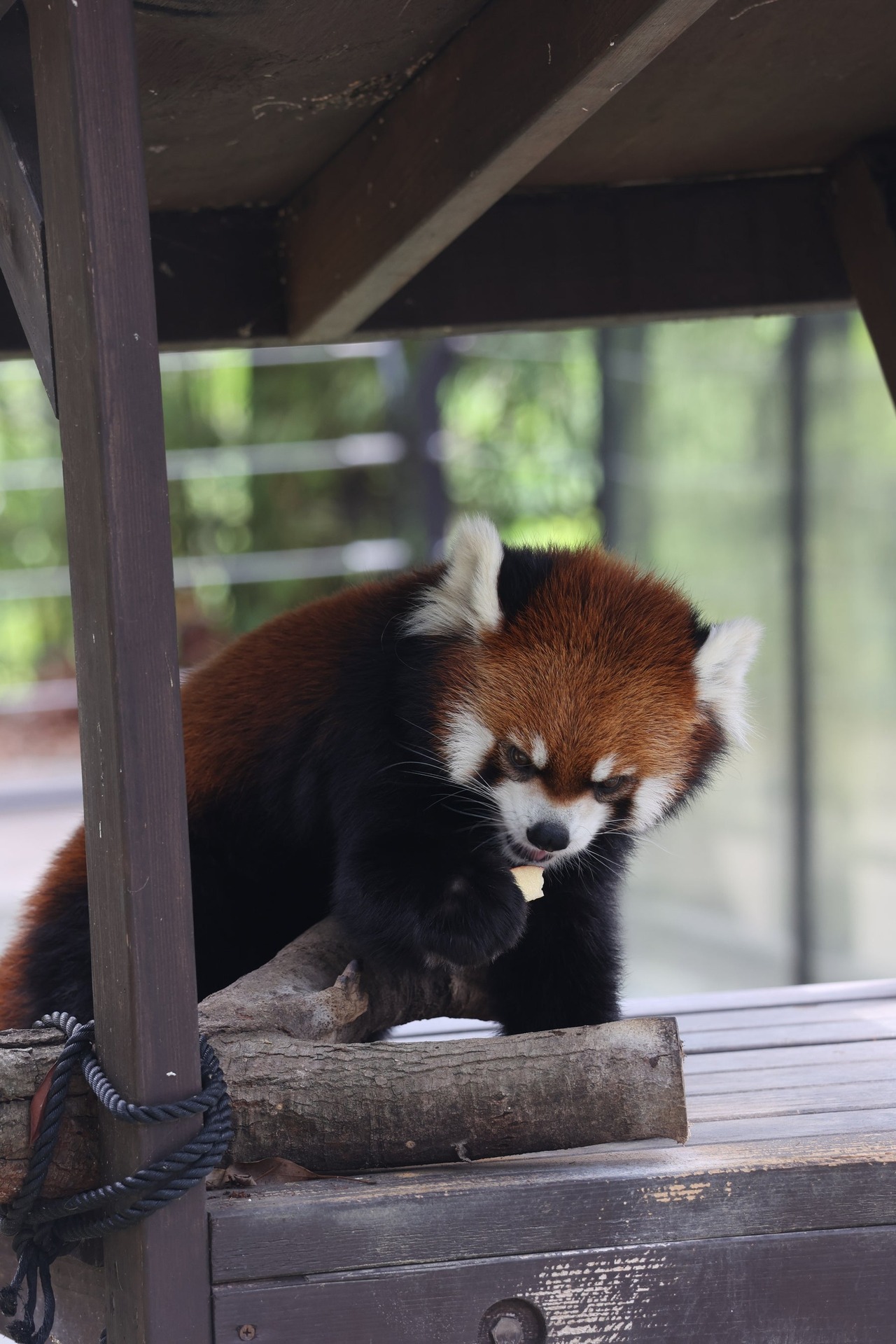 ごはんを食べるレッサーパンダ