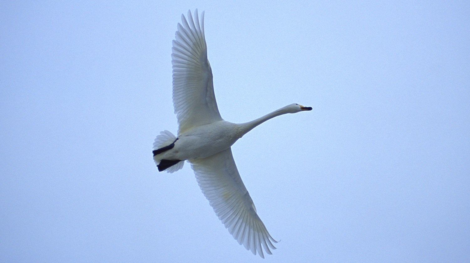 飛翔する野鳥の観察イメージ