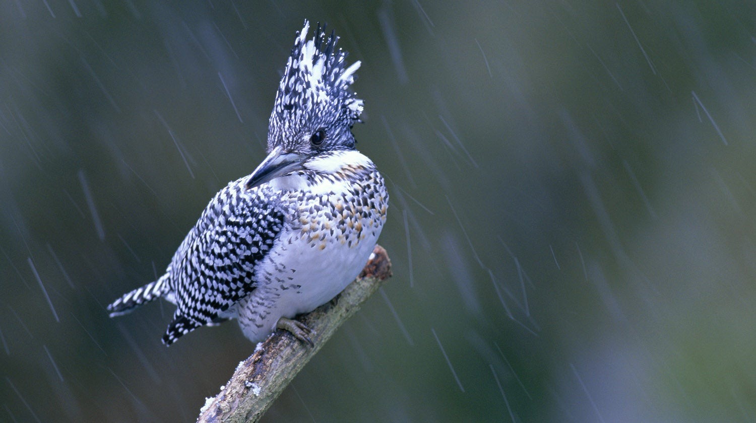雨の中で観察する野鳥のイメージ