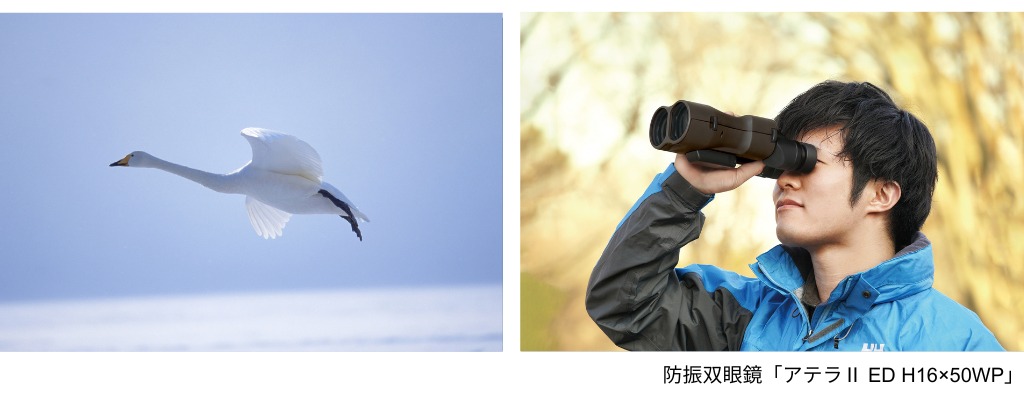防振双眼鏡 アテラII ED H16×50WPによる野鳥観察